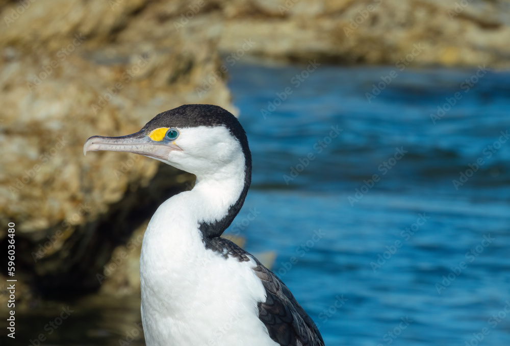 New Zealand Pied Shag (Karuhiruhi) (Phalacrocorax varius), Kaikoura on the east coast of the South Island of New Zealand. New Zealand Pied Shag (Karuhiruhi) (Phalacrocorax varius), Kaikoura on the east coast of the South Island of New Zealand.