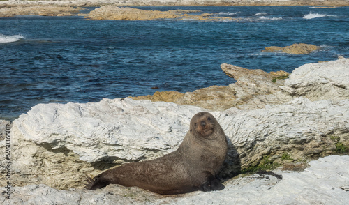 New Zealand fur seal (long-nosed fur sea) (Arctocephalus forsteri) on the earthquake uflifted shores of Kaikoura on the east coast of the South Island of New Zealand.