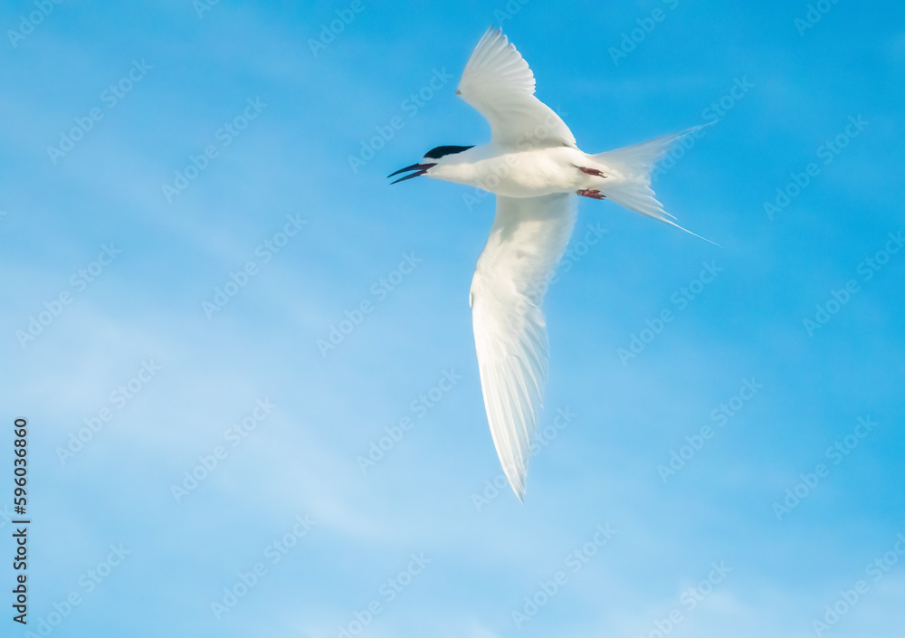 Obraz premium White-fronted tern in flight (Sterna striata),on the earthquake uplifted shores of Kaikoura on the east coast of the South Island of New Zealand.