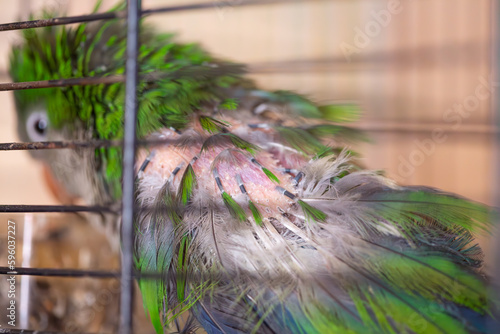 Bilde på lerret Monk parakeet plucking feathers out, stressed ill bird, bad care concept