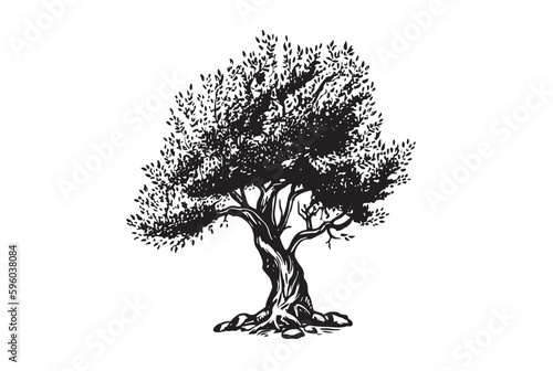 Olive tree hand drawn illustrations  sketch. Vector.