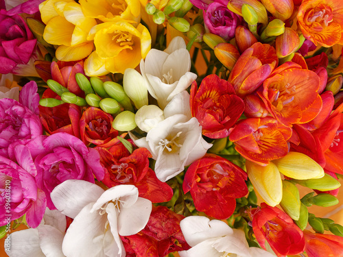 A bunch of bright colored freesia flowers top view closeup.
