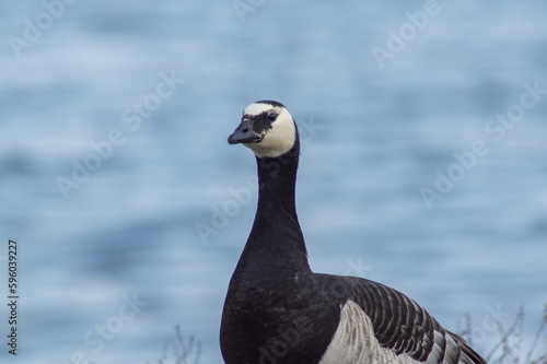 country goose on the beach