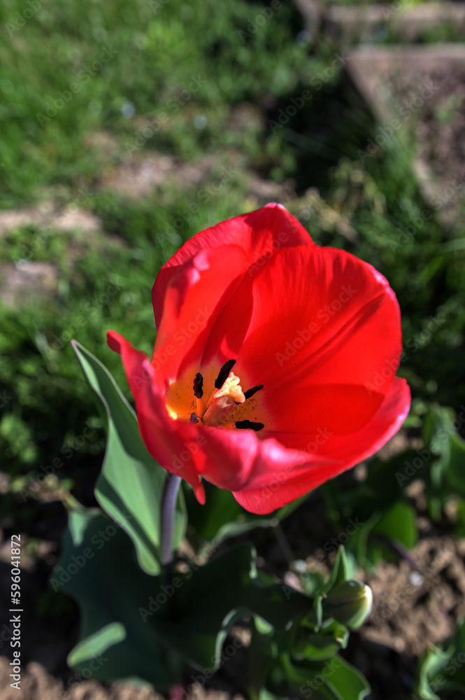 tulips grow in the garden. spring red flowers tulips grow in the garden. spring red flowers