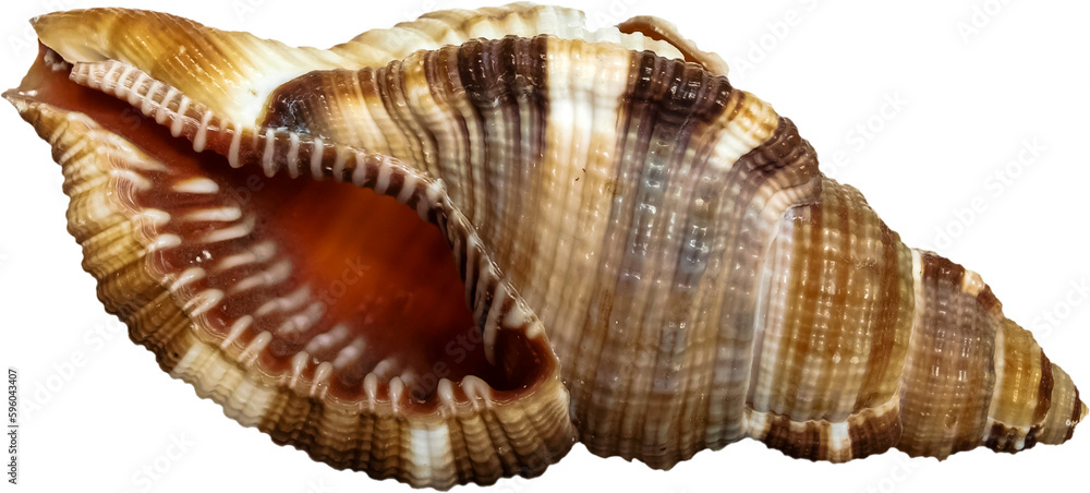 Seashell Seashell