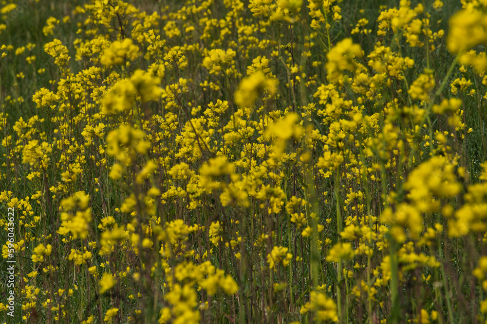 Brassica Juncea or sarept mustard as a beautiful field of yellow flowers all over the picture Brassica Juncea or sarept mustard as a beautiful field of yellow flowers all over the picture