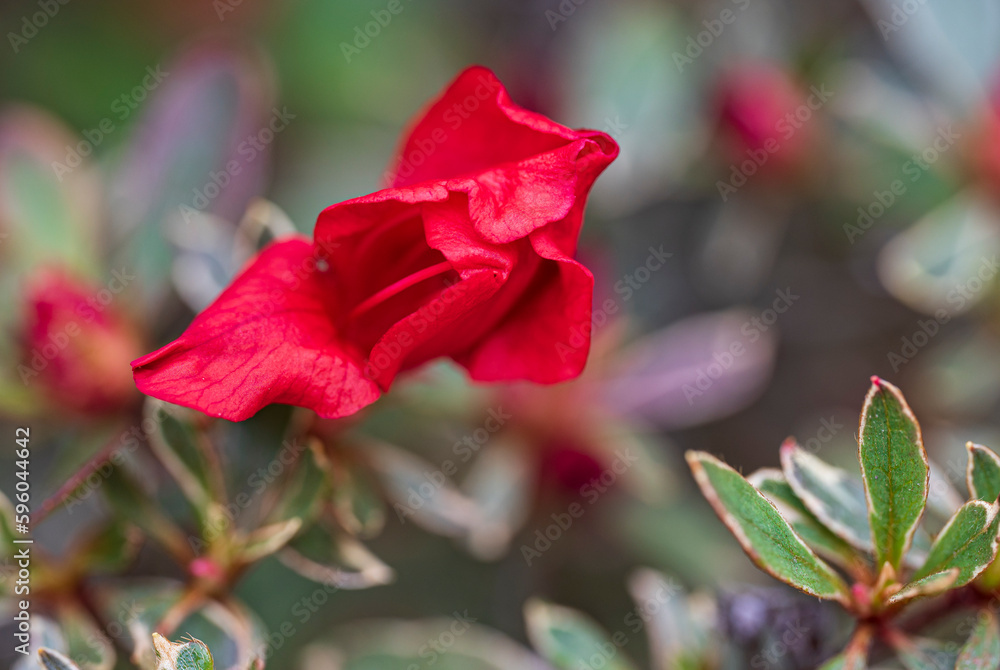 Close-up of red flower with blurred background Close-up of red flower with blurred background