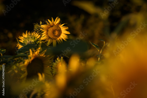 SUNFLOWERS - Beautiful blooming plants against the background of the sun rays photo