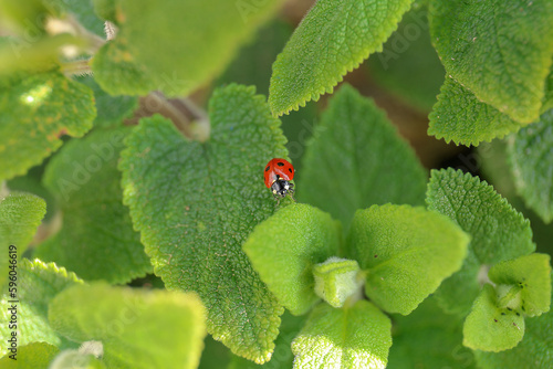 Coccinella su una foglia a forma di cuore photo