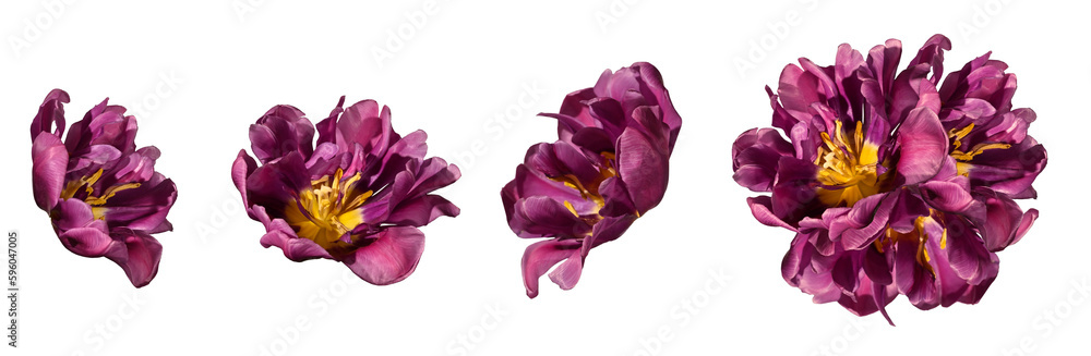 Set of blossoming tulip flowers isolated on a white background and a composition of these tulips, design element. Set of blossoming tulip flowers isolated on a white background and a composition of these tulips, design element.