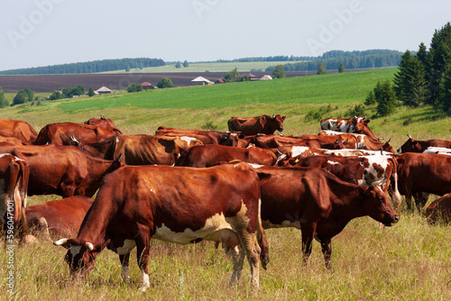 Herd of cows grazing on a green meadow in the summer © Nobilior