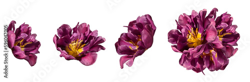 Set of blossoming tulip flowers isolated on a white background and a composition of these tulips  design element.