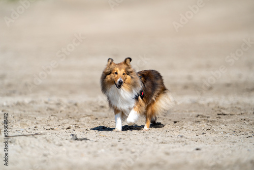 dog on the beach © LDC