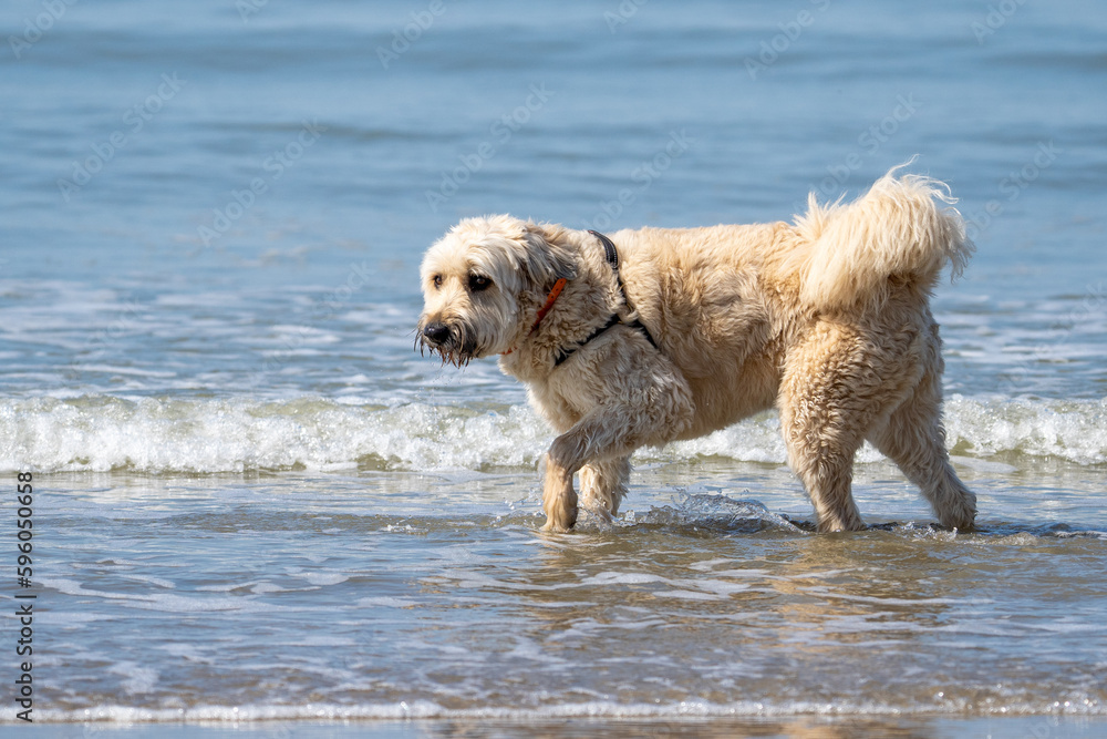 dog on the beach dog on the beach