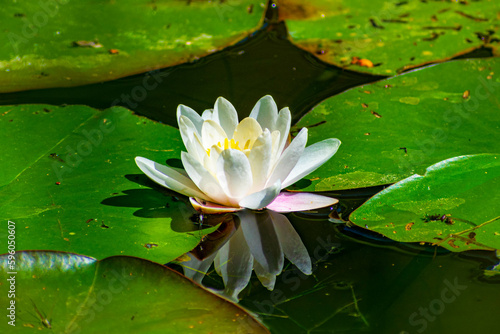 pink water lily