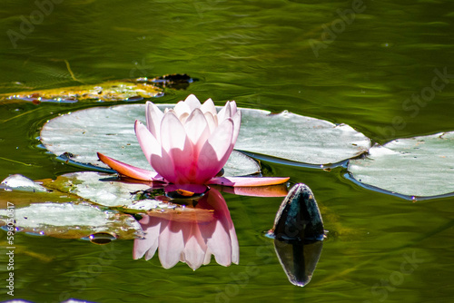 pink water lily photo