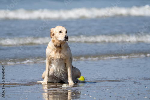 golden retriever puppy dog on the beach