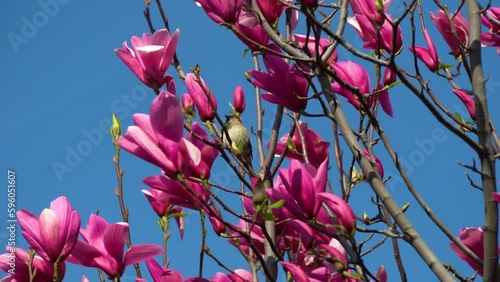 Magnolia flowers blooming close up. Deciduous tree blossoms purple pink buds in spring time. Tender petals in sunlight sway in wind on blue sky background. Named after french botanist Pierre Magnol. photo