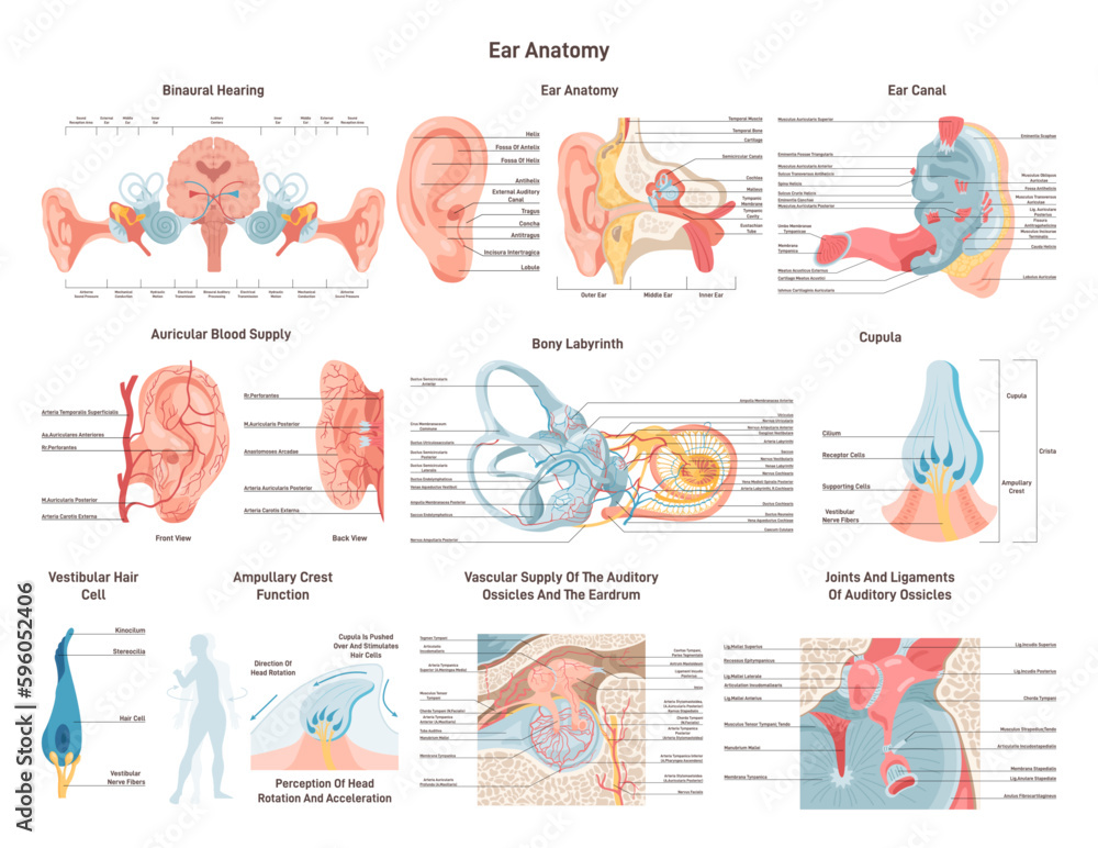 Anatomical structure of the human ear set. Outer, middle and inner ear