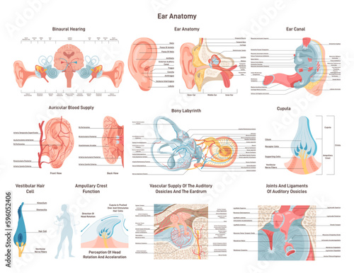 Anatomical structure of the human ear set. Outer, middle and inner ear photo