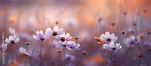 spring white daisy flowers blossom field banner background, Generative Ai © QuietWord