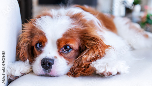 Close up pet portrait. Cute Cavalier King Charles Spaniel dog. Animal emotions, pets. Lonely sad dog.