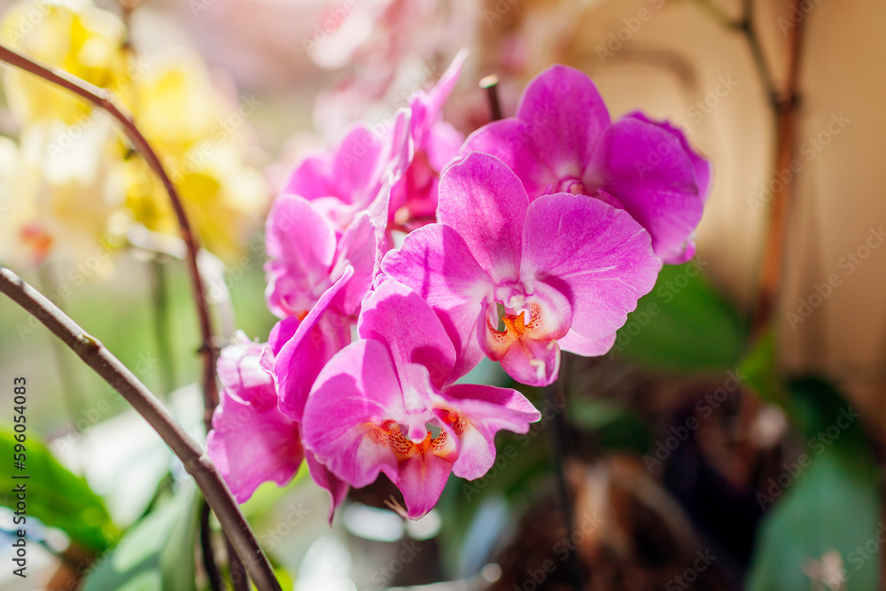 Fototapeta premium Close up of pink phalaenopsis orchid flowers blooming on window sill on sunny day. Healthy plant growing at home
