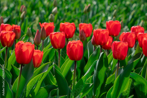 Amazing red tulip flowers blooming in a tulip field  against the background of blurry tulip flowers.