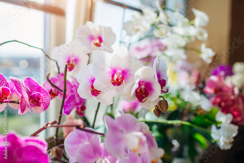 Blooming phalaenopsis orchids. White, purple, pink, orange, red orchids blossom on window sill. Home flowers photo