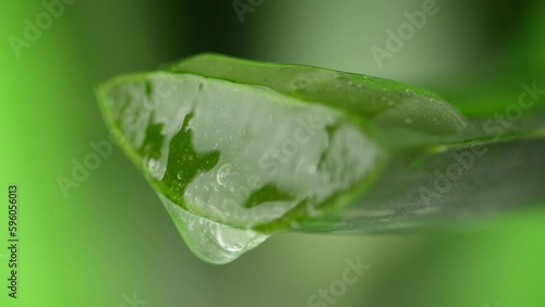 Aloe Vera Gel dripping from aloe leaf close-up. Aloe herbal skin care or healthcare. Alternative medicine.