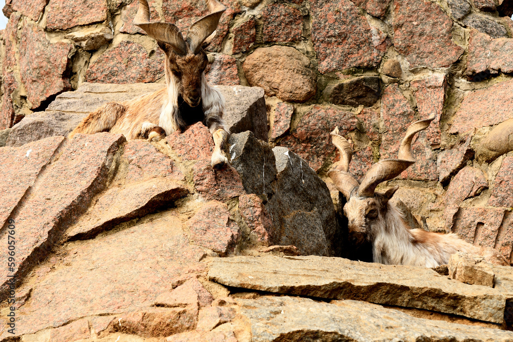 Obraz premium Animals are a traditionally (since the time of Aristotle) distinguished category of organisms, currently considered as a biological kingdom. Animals are the main object of zoology study.