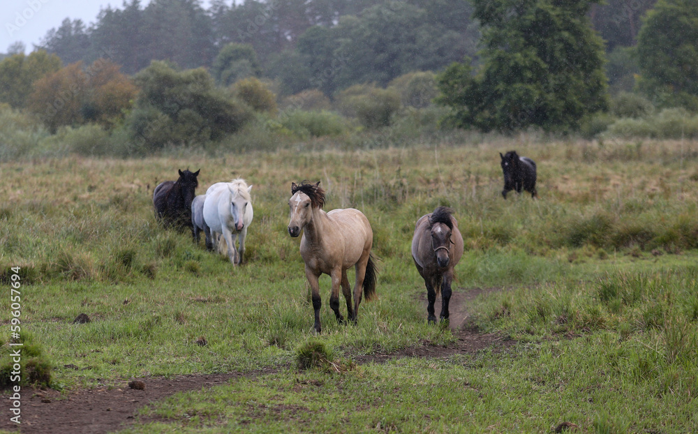 Fototapeta premium Early in the morning, horses graze freely in the rain