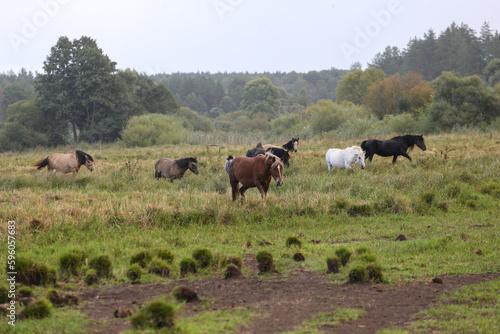 Fototapeta Naklejka Na Ścianę i Meble -  Early in the morning, horses graze freely in the rain