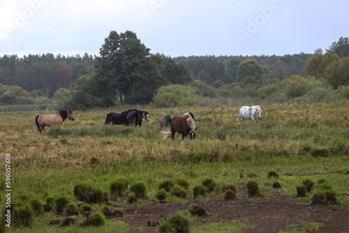Fototapeta Naklejka Na Ścianę i Meble -  Early in the morning, horses graze freely in the rain
