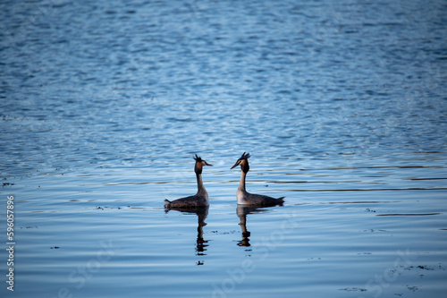 A couple of great crested grebe  Podiceps cristatus  swim on the lake s surface