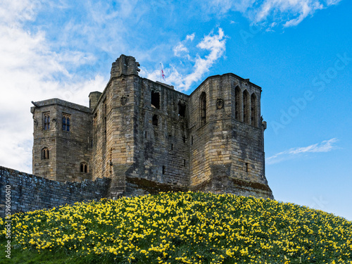 Warkworth Castle in Northumberand, Uk with daffodills in bloom. photo