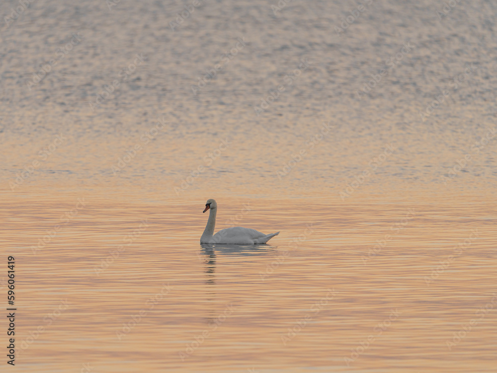 A beautiful white swan on a lake or pond at sunset or sunrise..  Swans are swimming. Reflection in water. Very beautiful sunset