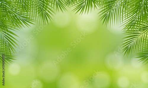 Palm Tree Leaves Leaves Frame Isolated And Nature Background