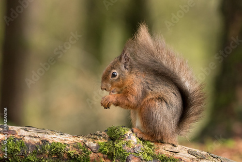 Red Squirrel  Sciurus vulgaris  