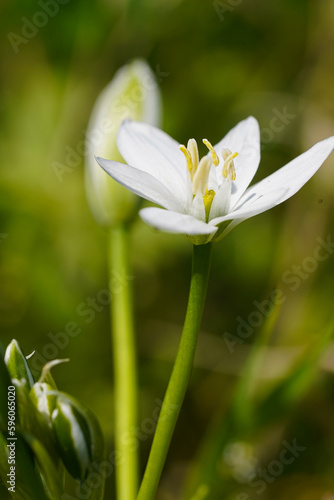  white flower in the grass