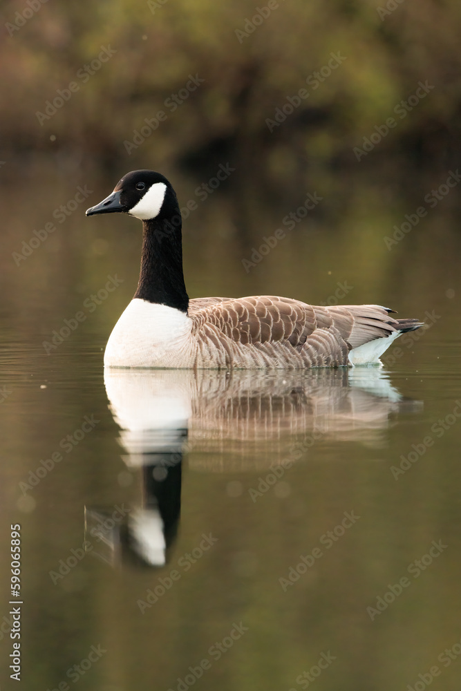Canada goose swimming on a sunny day Canada goose swimming on a sunny day