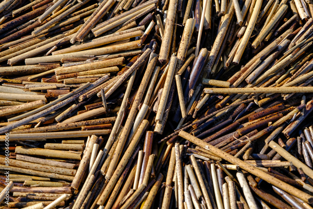 Close-up of cane plant sticks on a shore beach in spring. Script. Close-up of dry short canes. Background from natural materials. Small pieces of dry cane branches. Close-up of cane plant sticks on a shore beach in spring. Script. Close-up of dry short canes. Background from natural materials. Small pieces of dry cane branches.