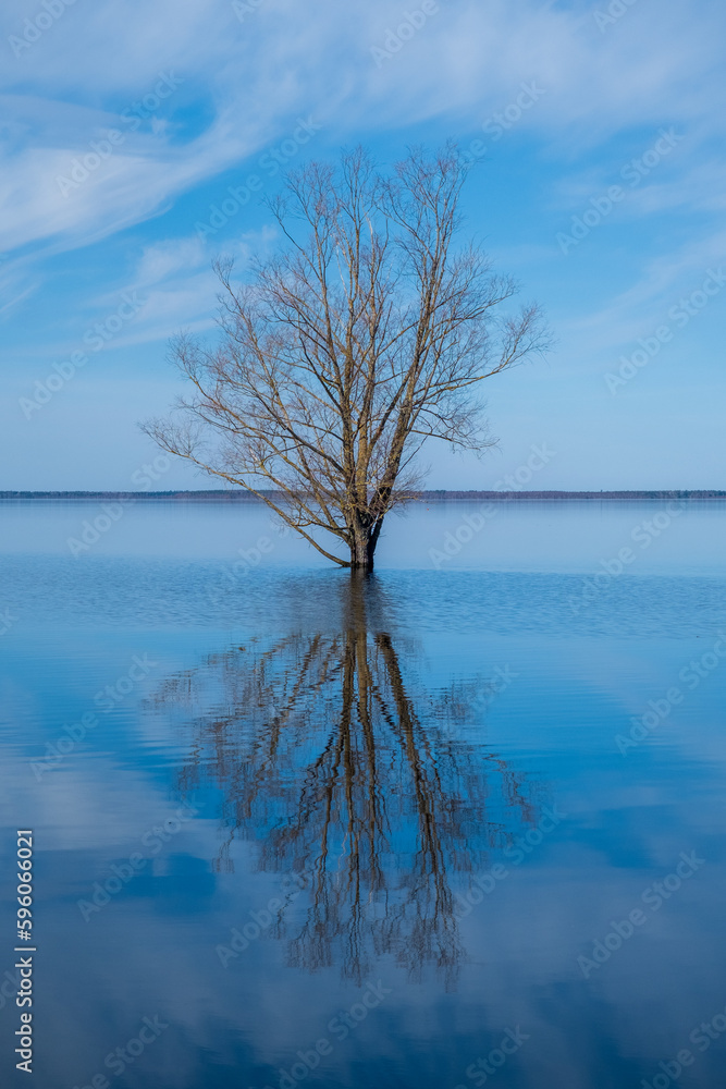 Spring day on the lake beach lonely tree silhouette with reflection, Lake Burtnieku, Latvia. Vertical photo