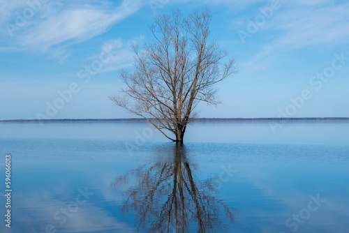 Spring day on the lake beach lonely tree silhouette with reflection, Lake Burtnieku, Latvia.