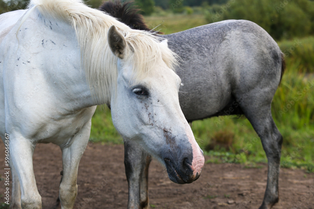 Mare in the meadow with her foal Mare in the meadow with her foal