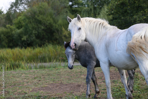 Mare in the meadow with her foal