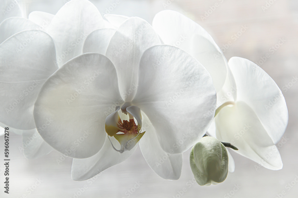 Extreme close-up of white orchid.
