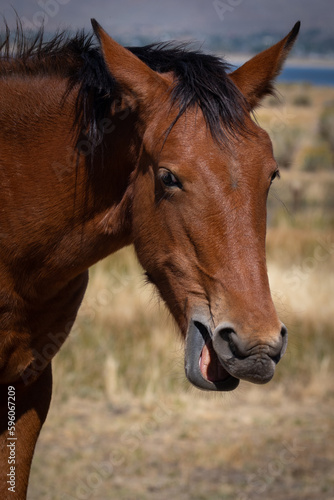 Wild Horse Talking