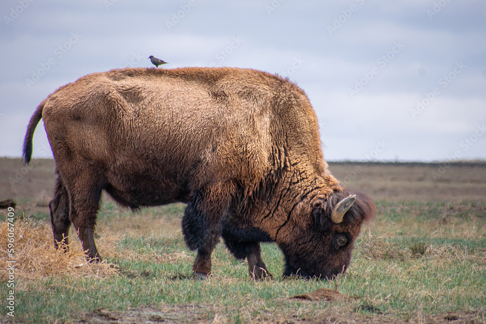 Buffalo up close grazing