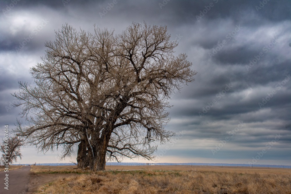 Very Stormy Clouds by Tree Very Stormy Clouds by Tree